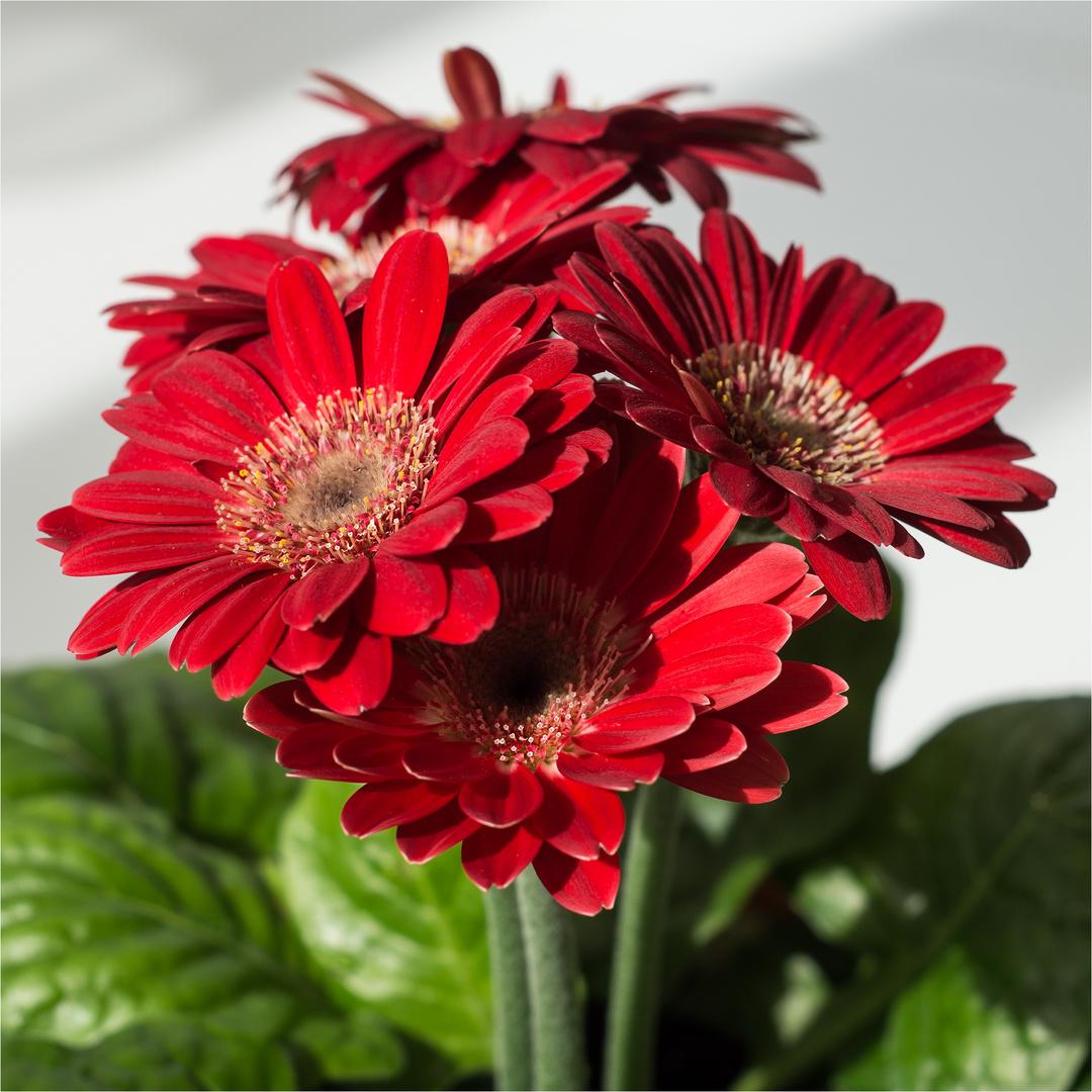 256 / 2021 - Gerbera