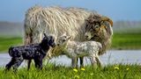 Frohe, gesunde Ostern di Babs Sch