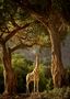 Eine einsame Giraffe di Jacky Kobelt