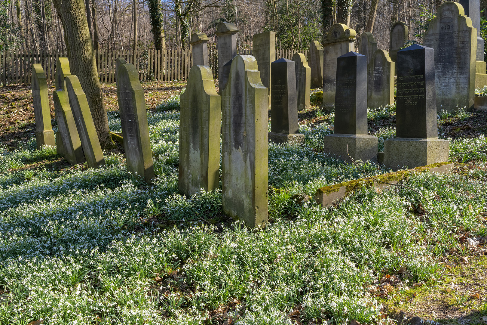 2585SC Frühling mit Schneeglöckchen auf dem Judenfriedhof