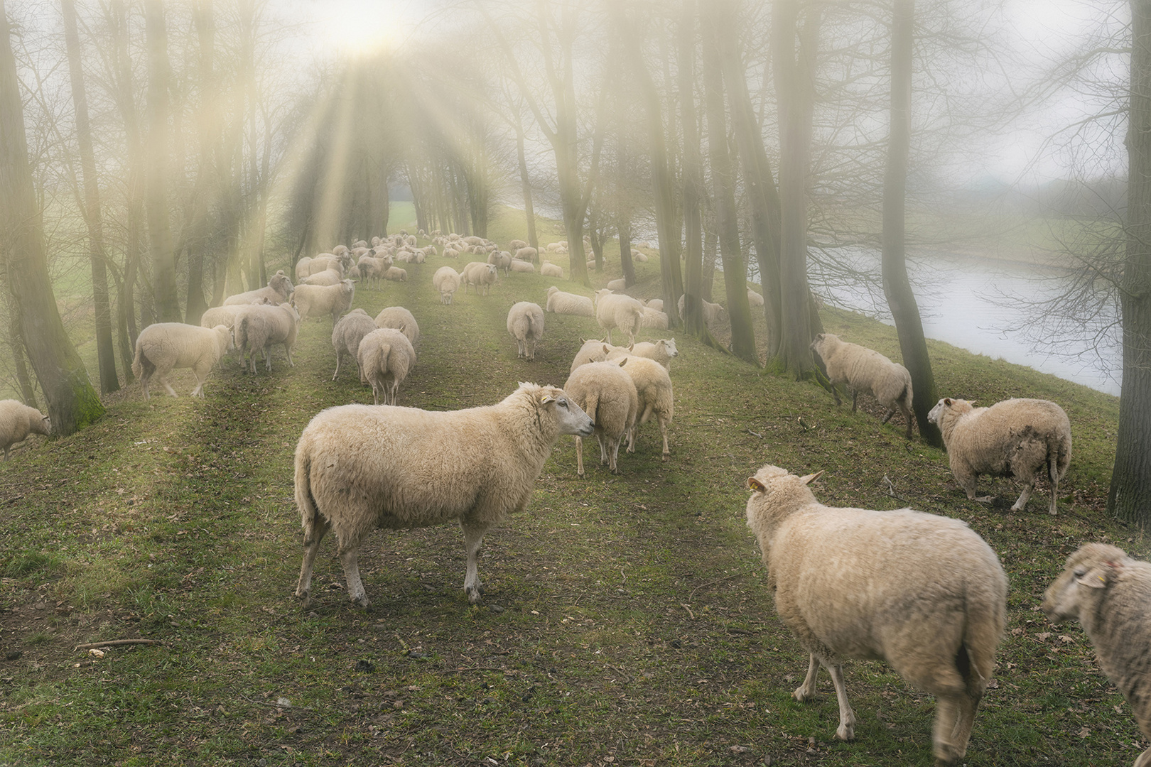 2587SC Schafherde auf Weg zwischen Bäumen im Nebel mit Sonnenstrahlen