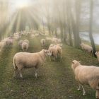 2587SC Schafherde auf Weg zwischen Bäumen im Nebel mit Sonnenstrahlen