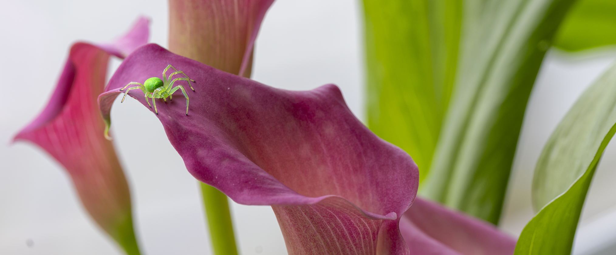 2588UZ Pflanze Calla Pasja mit grüner Spinne