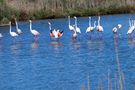 Flamingos balzend 1.4.24 P4010174  von Din G o