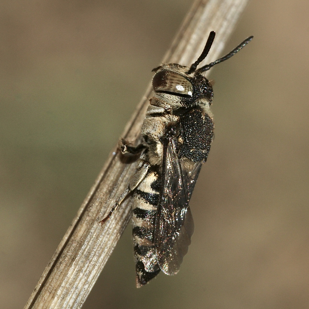 (26) Alte Bekannte: Megachile pilidens und Coelioxys afra
