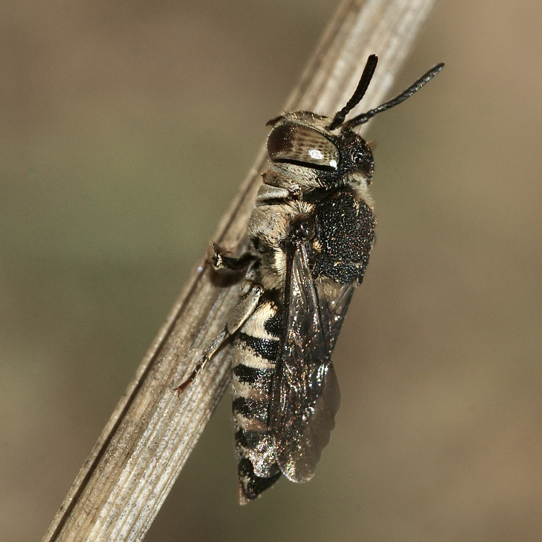 (26) Alte Bekannte Megachile pilidens und Coelioxys afra Foto & Bild
