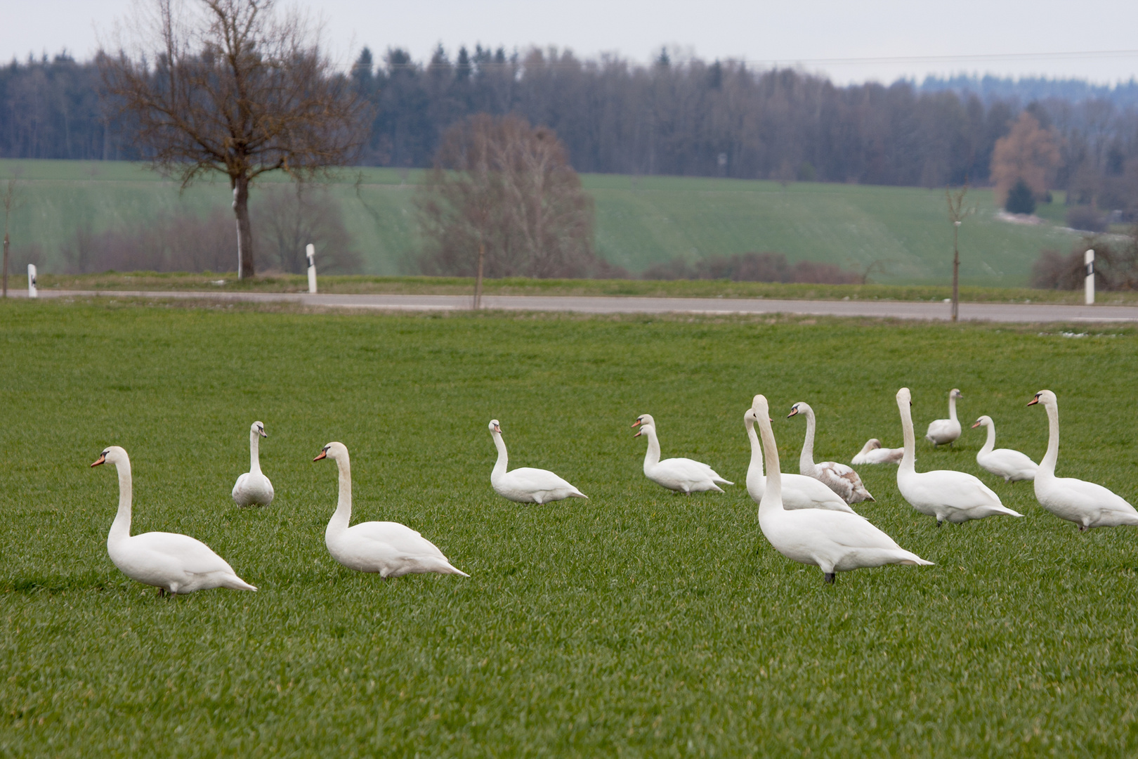 26 Schwäne am gedeckten Tisch