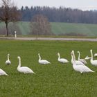 26 Schwäne am gedeckten Tisch