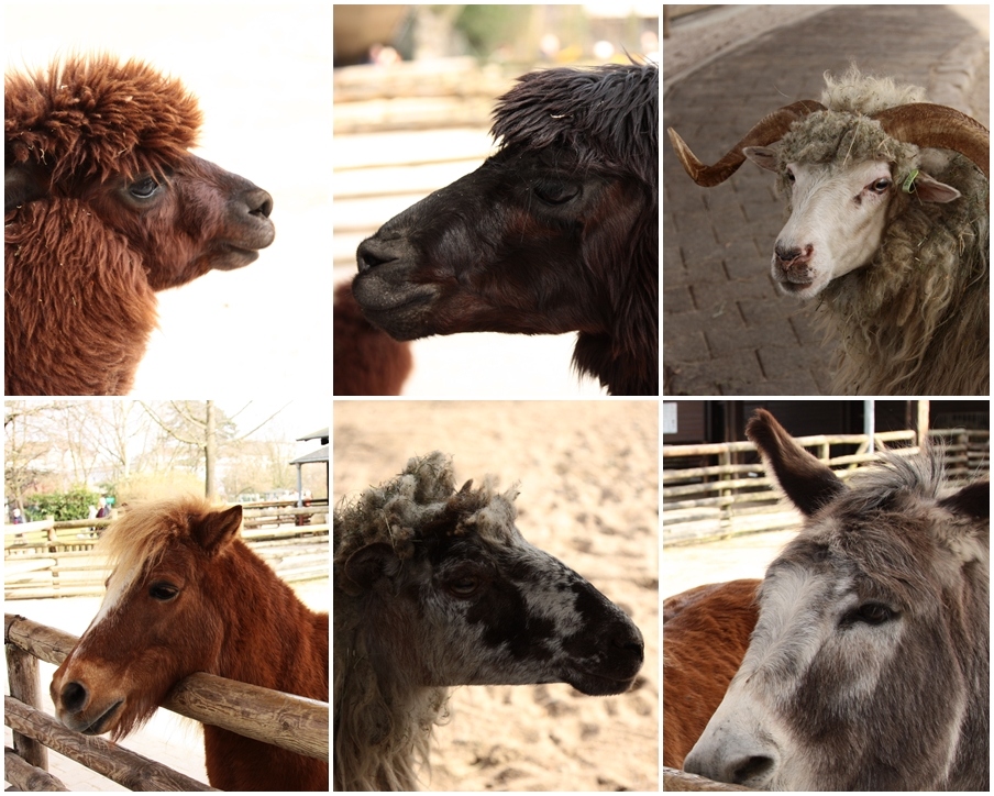 26 Tiere haben den Brand nicht überlebt