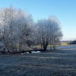 26.01.2020   Der kleine Teich  mit Baumgruppe