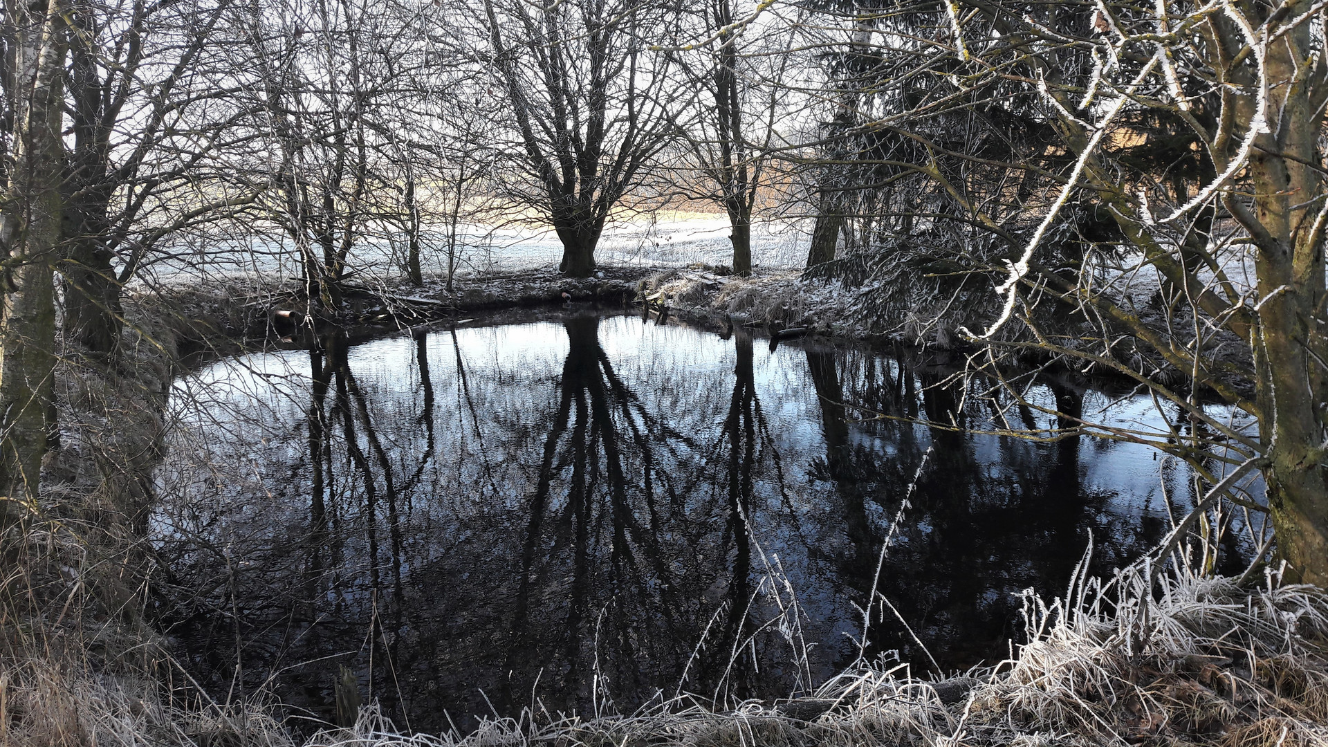 26.01.2020 Spiegeltag :  Kleiner Teich