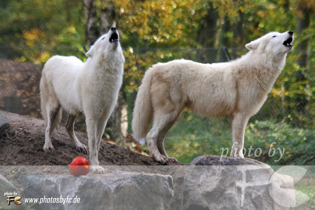 26.10.13 - HALLOWEEN WOLFSHEULNACHT IM WILDPARK HANAU KLEIN-AUHEIM