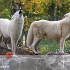 26.10.13 - HALLOWEEN WOLFSHEULNACHT IM WILDPARK HANAU KLEIN-AUHEIM