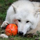 26.10.13 - HALLOWEEN WOLFSHEULNACHT IM WILDPARK HANAU KLEIN-AUHEIM AM 26.10.2013