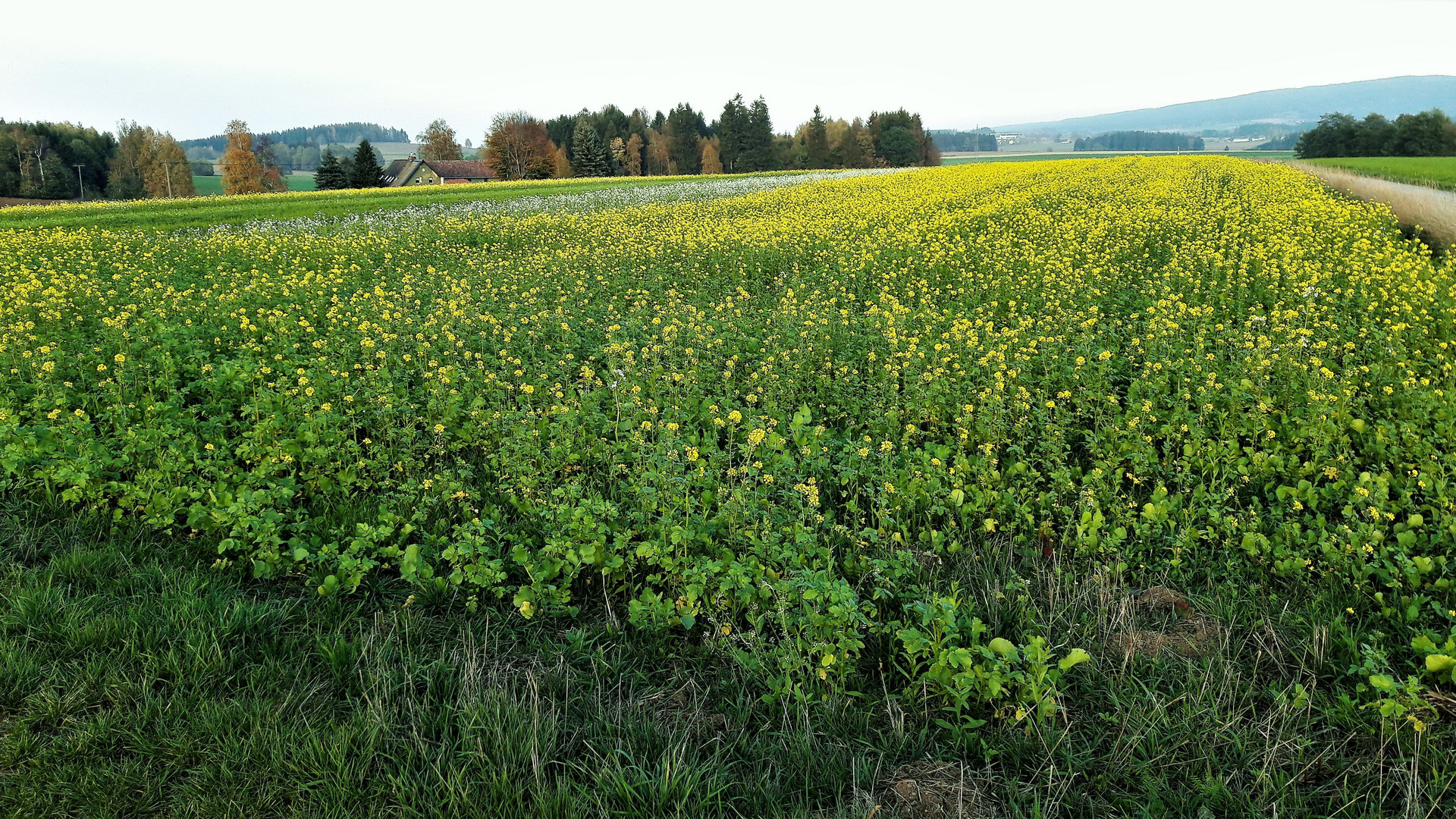 26.10.2019    Blühende Vegetation im Fichtelgebirgsvorland