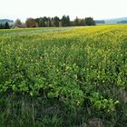 26.10.2019    Blühende Vegetation im Fichtelgebirgsvorland