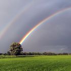 2626SB Regenbogen Wiese Baum Feld