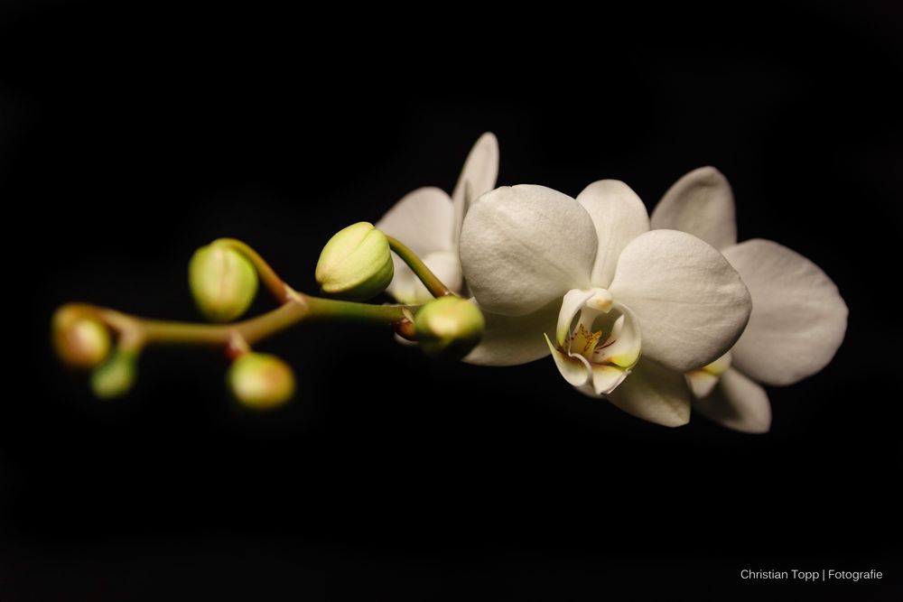 #26/365 Orchidee