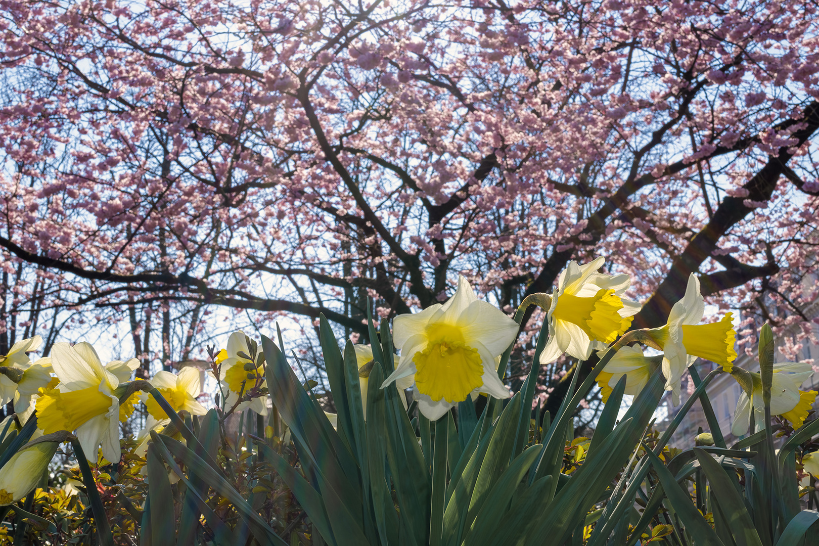 2637SC Frühling Frühlingsblüher Kurpark Bad Eilsen