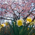 2637SC Frühling Frühlingsblüher Kurpark Bad Eilsen