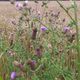 Exotische Blumen am Kornfeld