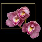 264 CYMBIDIUM