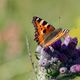 Blhende Distel mit Falter