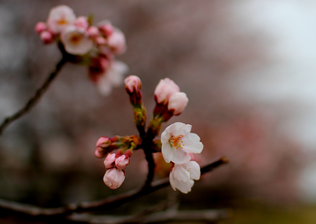 &#26579;&#20117;&#21513;&#37326; / Cherry blossoms