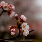 &#26579;&#20117;&#21513;&#37326; / Cherry blossoms