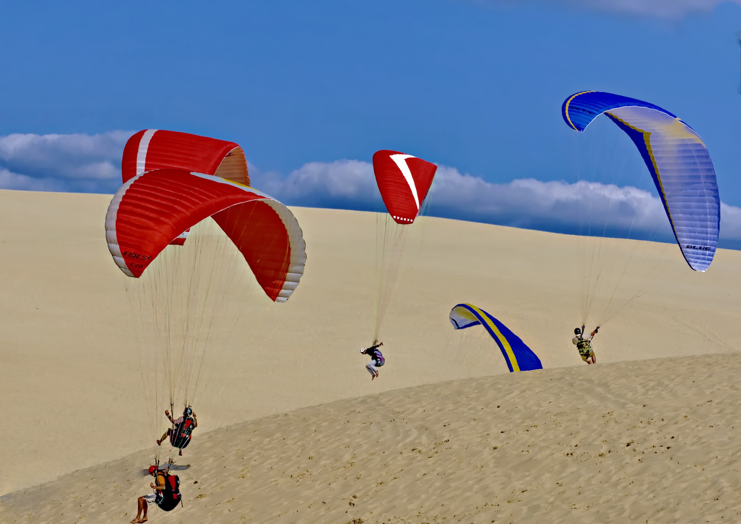 2662....papillons de dune