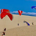 2662....papillons de dune