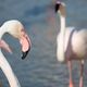 Flamant rose