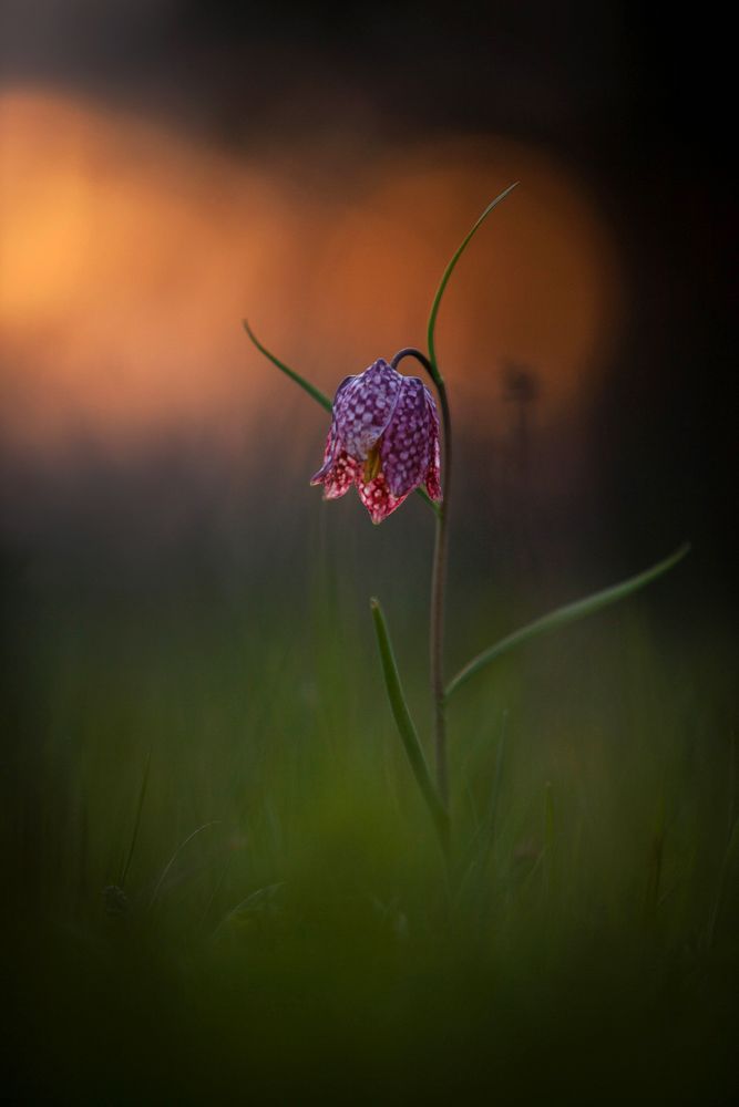 Schachbrettblume im Abendlicht  von Wiltrud Doerk