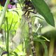 Frisch geschlpfte Libelle