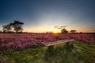 DE: Sonnenuntergang - Lüneburger Heide by Wittenberger Hobbyfotograf