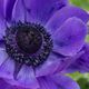 violette Blume 3