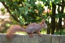 Eichhörnchen auf Zaun de HeGee-Fotografie