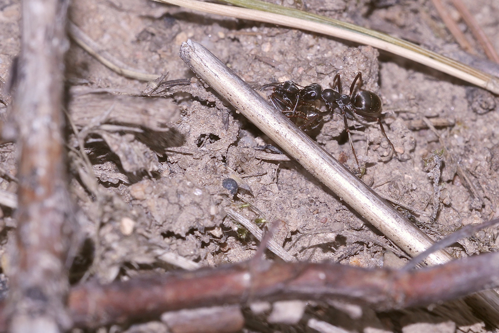 (27) "Beifang" aus der Wildbienenkolonie in Neukappl/Opf., Sommer 2019