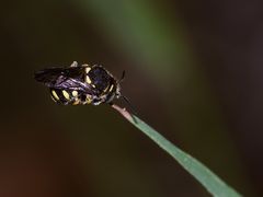 (2/7) Das Männchen einer Kleinen Harzbiene öffnet beim Wachwerden die Flügel ...