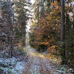 (27) Der erste richtige Schnee diesen Winter - ein wunderschöner Sonntagmorgen-Spaziergang