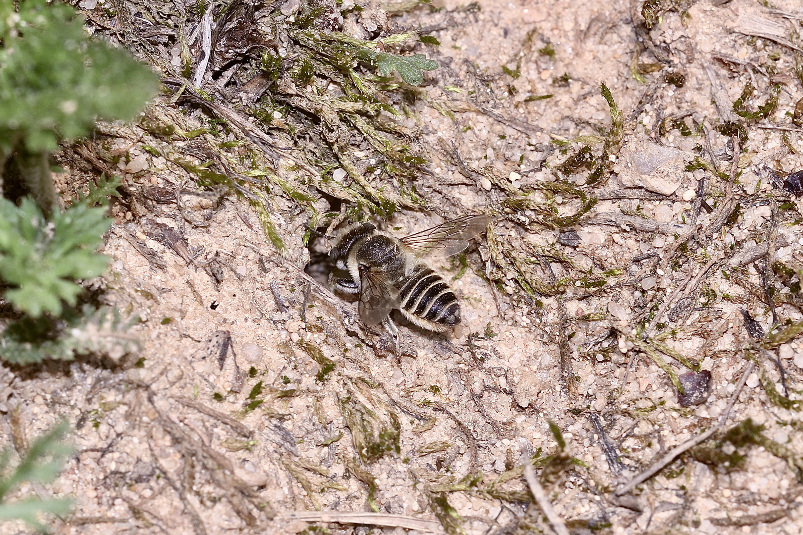 (27) "Meine" Bienenkolonie 2019 - Im kalten Winter Vorfreude auf den nächsten Sommer ...