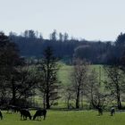 27.02. 2023 Kuehe auf der Weide 