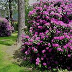 27.05.2020  Stadtpark Gefrees Rhododendron im Doppelpack