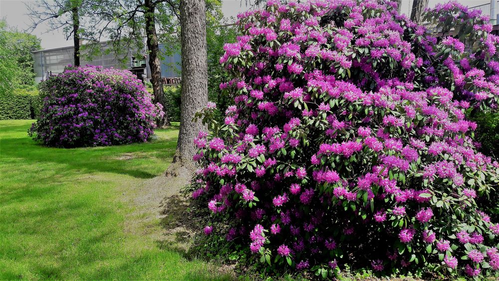 27.05.2020  Stadtpark Gefrees Rhododendron im Doppelpack