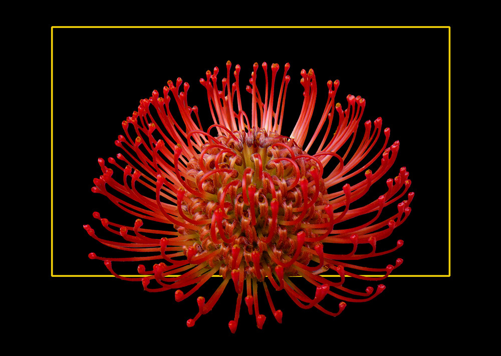 271 LEUCOSPERMUM CORDIFOLIUM