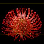 271 LEUCOSPERMUM CORDIFOLIUM