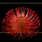 271 LEUCOSPERMUM CORDIFOLIUM