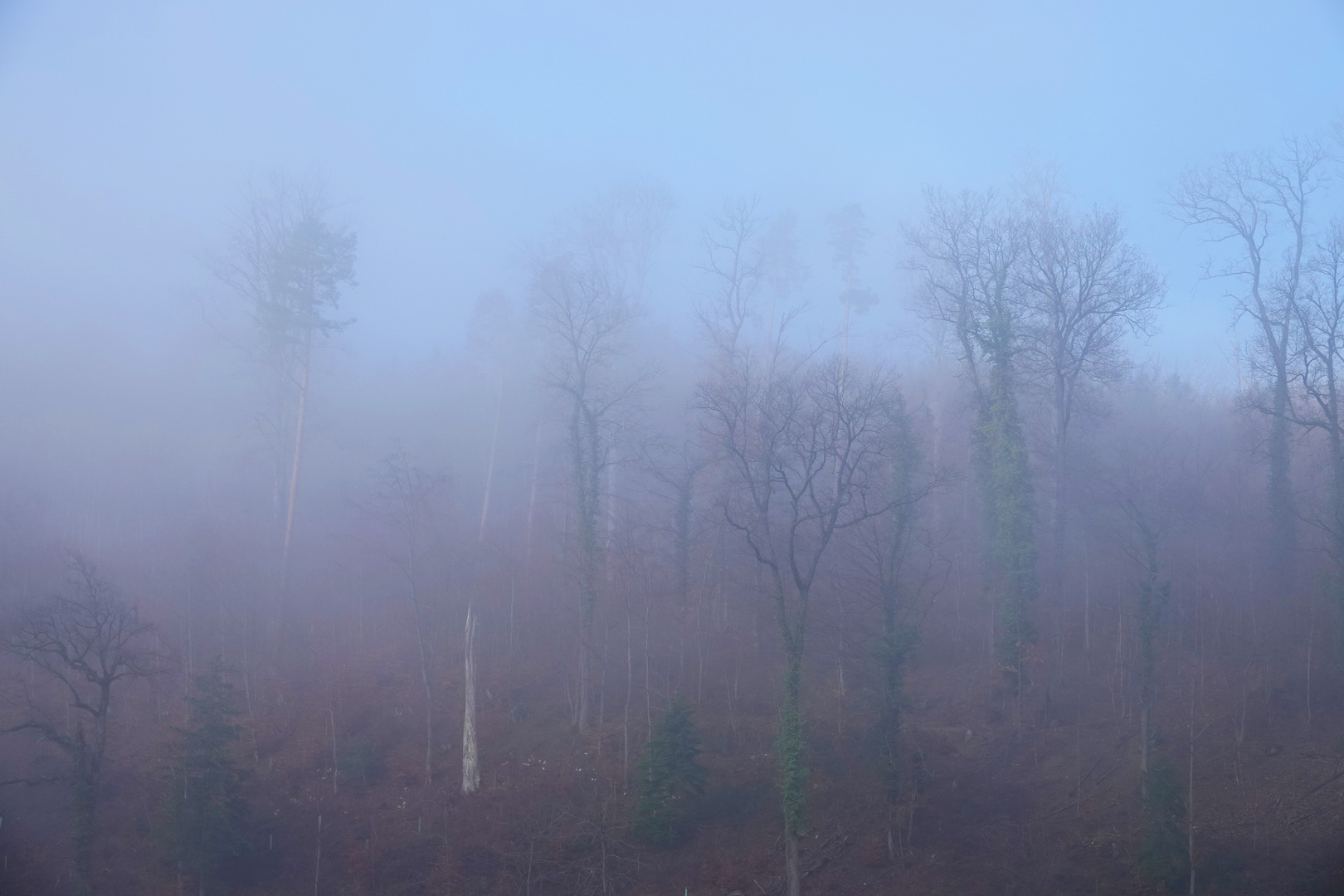 27.1.24 Der Nebel verzieht sich...