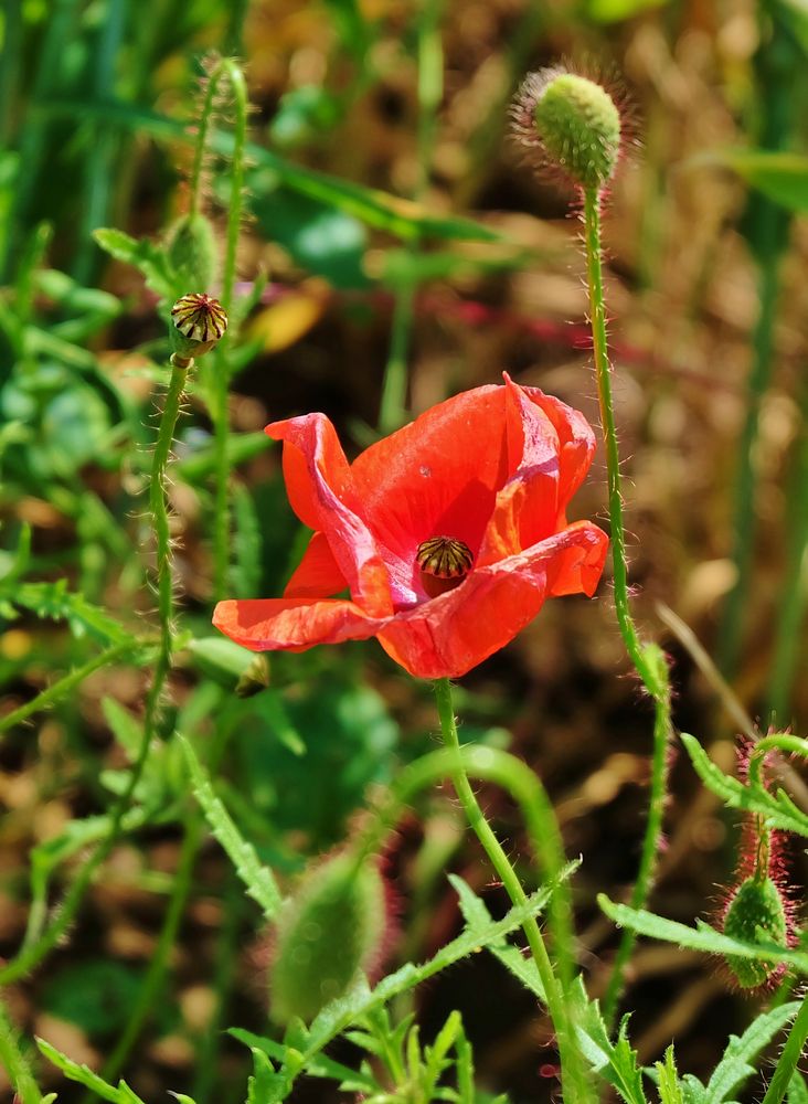 Mohn by v.kurz 