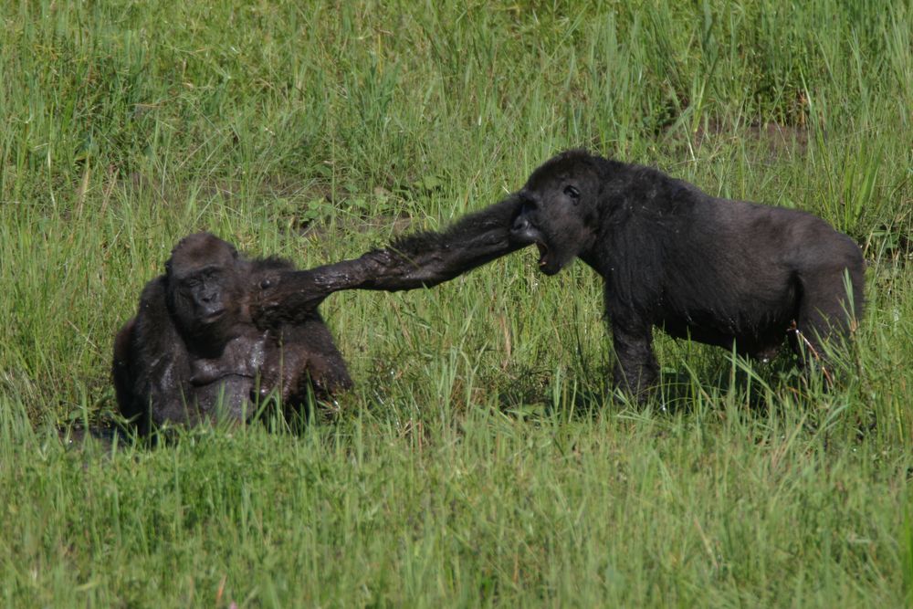 Gorillas im Kampf von Thomas Breuer - Kongo